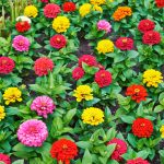 Zinnia Flower Garden Seeds – Thumbelina Mix – 0.25 Oz – Annual Flower