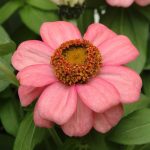 Zinnia Flower Garden Seeds – Zahara Series – Coral Rose – 100 Seeds