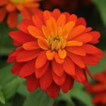 Zinnia Flower Garden Seeds – Zahara Series – Double Fire – 100 Seeds