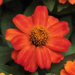 Zinnia Flower Garden Seeds – Zahara Series – Fire – 500 Seeds – Annual