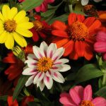 Zinnia Flower Garden Seeds – Zahara Series – Mix – 100 Seeds – Annual