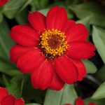 Zinnia Flower Garden Seeds -Zahara Series -Scarlet -100 Seeds -Annual