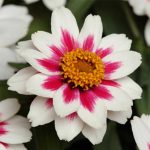 Zinnia Flower Garden Seeds- Zahara Series – Starlight Rose – 500 Seeds