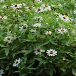 Zinnia Flower Garden Seeds- Zahara Series – White – 500 Seeds- Annual