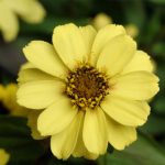 Zinnia Flower Garden Seeds -Zahara Series -Yellow -100 Seeds -Annual