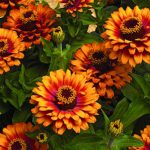 Zinnia Flower Garden Seeds- Zowie Yellow Flame F1 – 100 Seeds- Annual