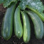 Elite Hybrid Zucchini Summer Squash Garden Seeds- 100 Seeds- Non-GMO